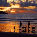 Rekordmånga reste till och från Spanien i februari, Doggy Beach, påskgastronomi