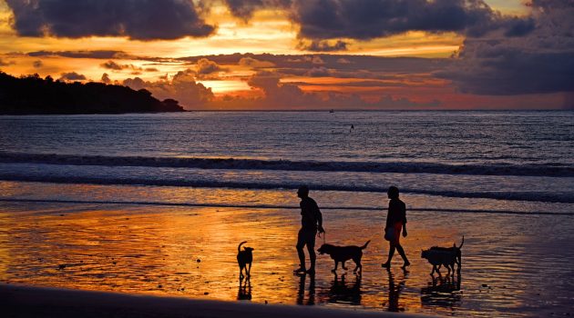 Rekordmånga reste till och från Spanien i februari, Doggy Beach, påskgastronomi